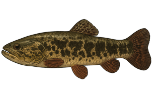 Aimara - Hoplias aimara