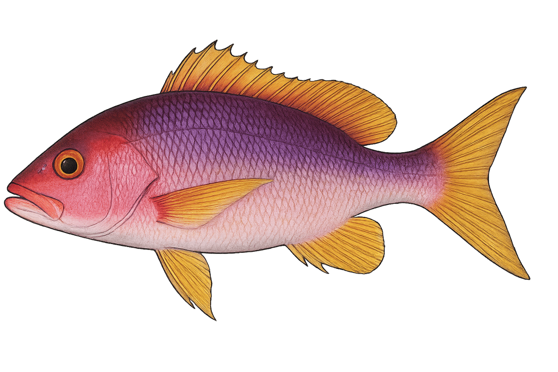 Vivaneau (Lutjanus purpureus) - poisson d'eau douce pouvant atteindre 100 cm