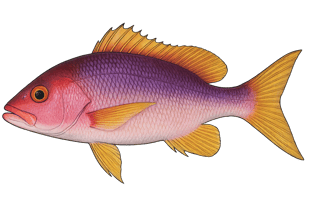 Vivaneau - Lutjanus purpureus