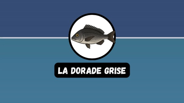 La dorade grise : tout savoir pour réussir sa pêche au bouchon