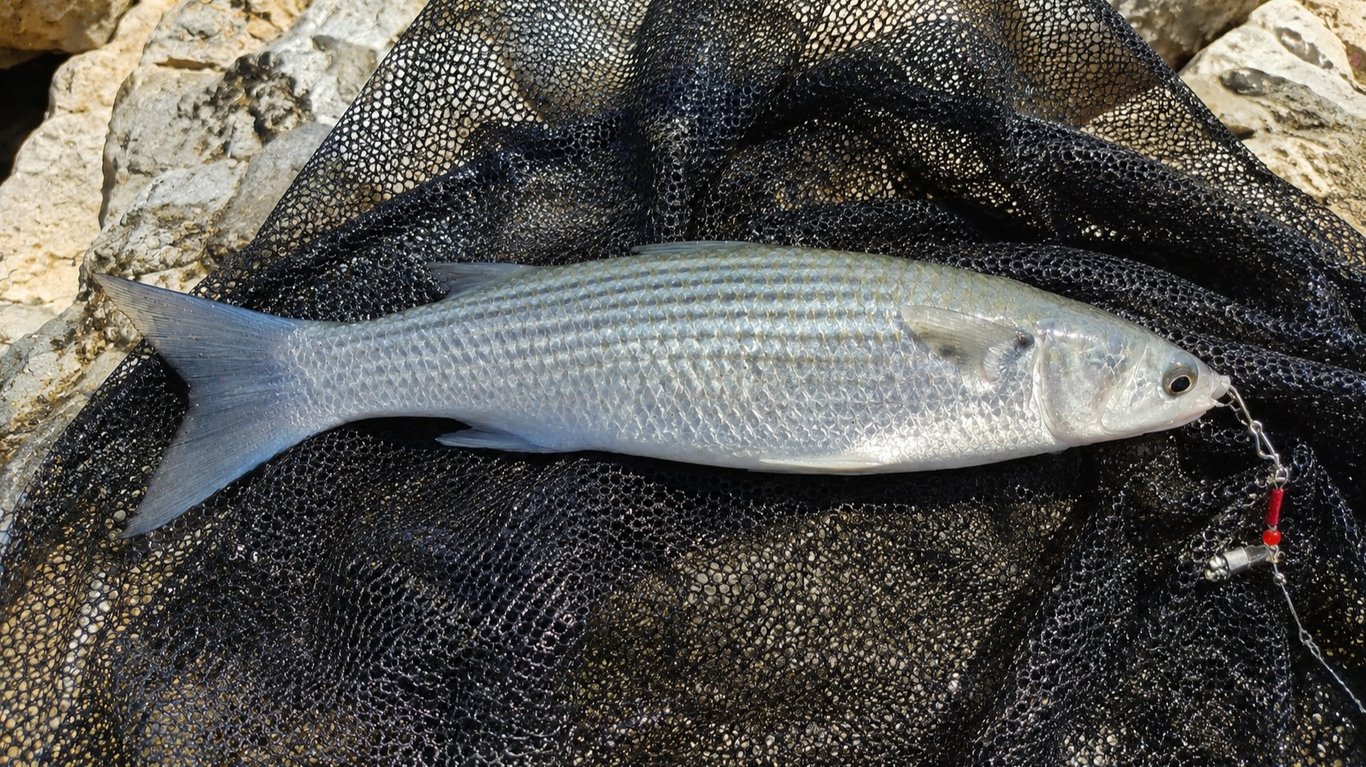 Pêche du mulet : 2 techniques efficaces à la cuillère et au flotteur