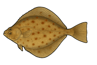 Limande - Limanda limanda