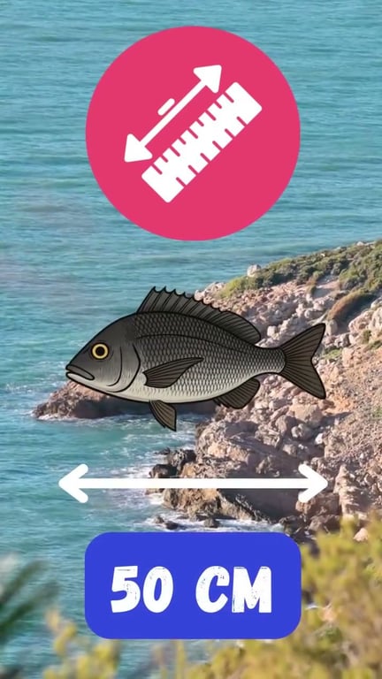 La dorade grise : tout savoir pour réussir sa pêche au bouchon