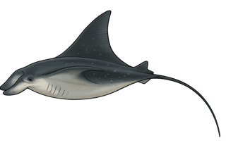 Raie manta méditerranéenne - Mobula mobular