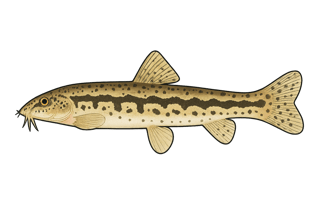 Loche de rivière - Cobitis taenia