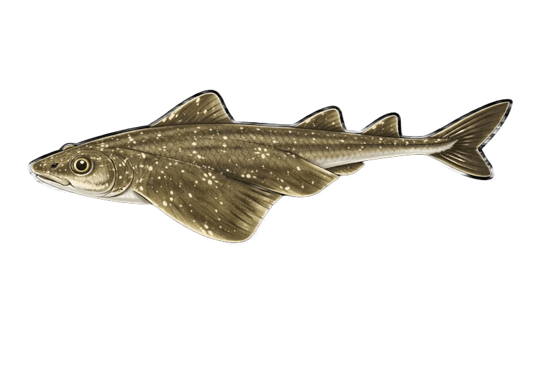 Ange de mer - Squatina squatina