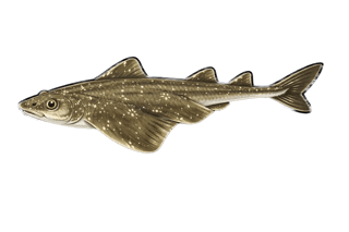 Ange de mer - Squatina squatina