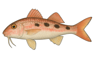 Rouget - Pseudupeneus maculatus