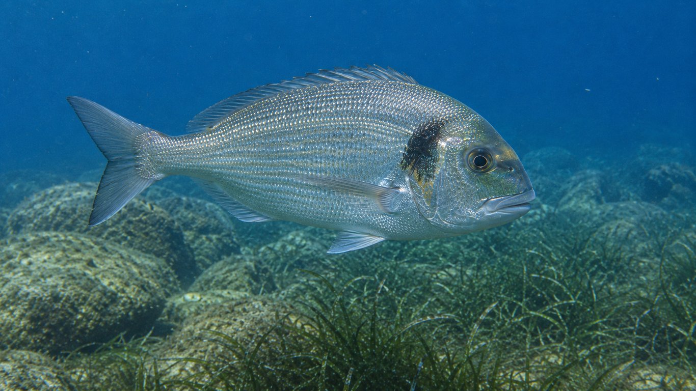 Les différents poissons à pêcher au tenya