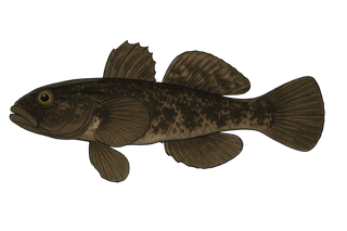 Gobie noir - Gobius niger