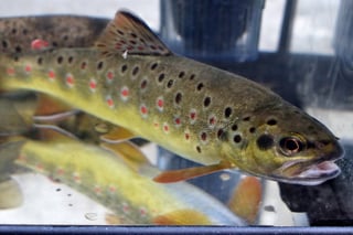 Avatar de Lucasfishing