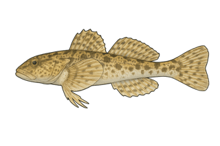 Chabot de Sibérie - Cottus poecilopus