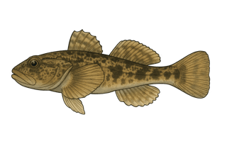 Chabot commun - Cottus gobio