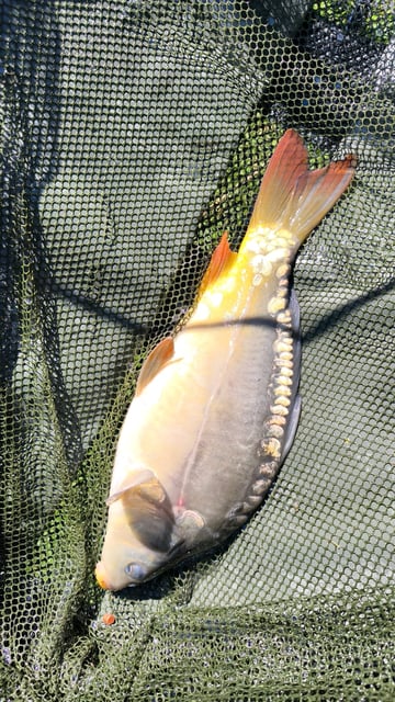 Image 4 — Débutant pêche a la carpe au coup