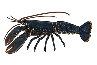 Homard - Homarus gammarus