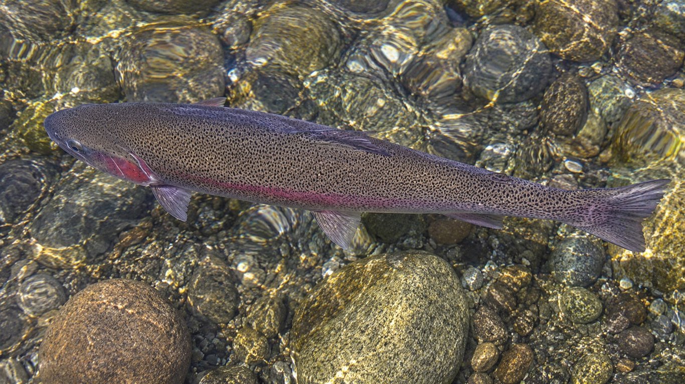 La truite arc-en-ciel : portrait complet et techniques de pêche