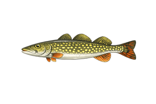 Brochet d'Europe - Esox cisalpinus