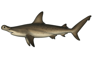 Requin marteau - Sphyrna mokarran