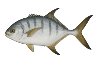 Liche glauque - Trachinotus ovatus