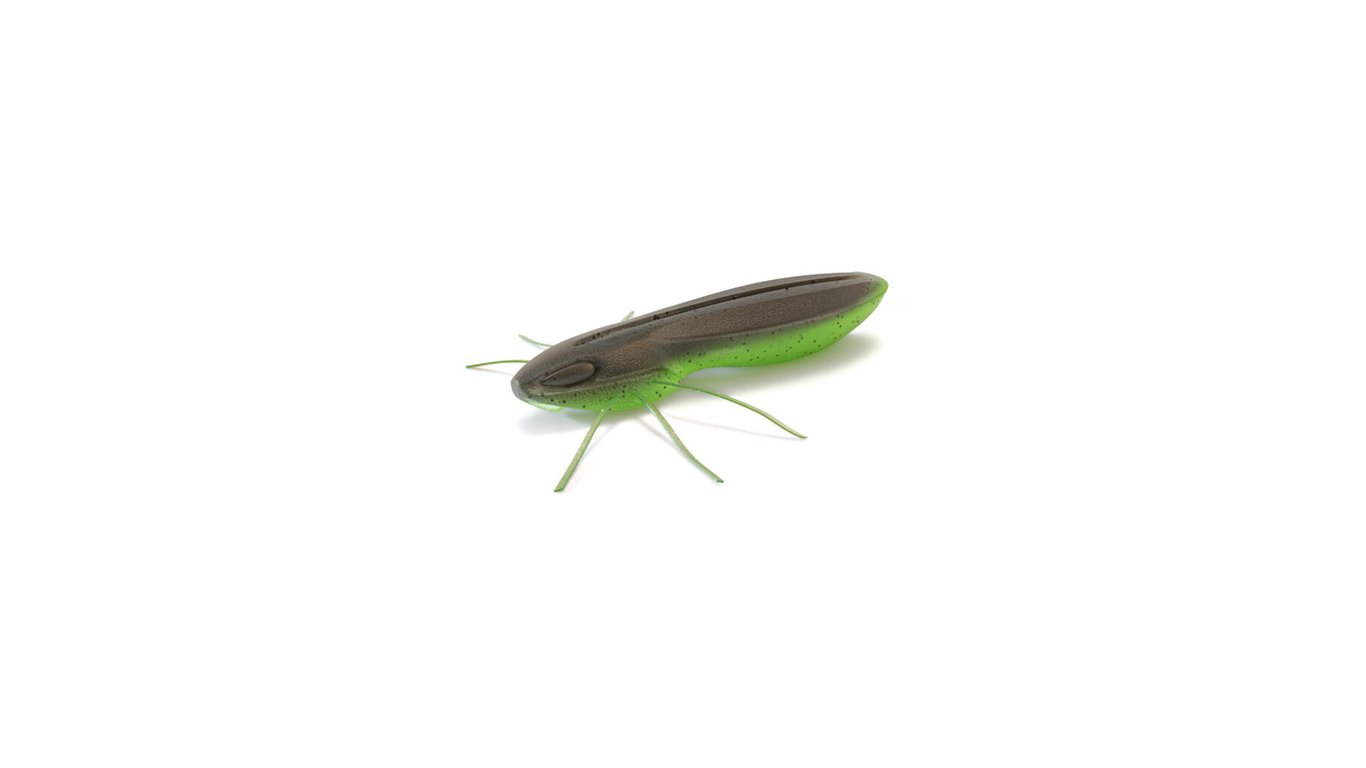 Insecte
