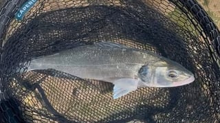 Pêche du bar du bord au printemps : spots, leurres et techniques