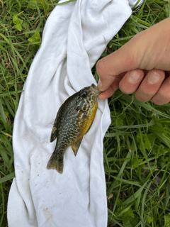 ghffffffffffffffffffffffffffffffffff - Fishing Grid
