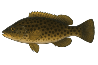 Labre merle - Labrus merula