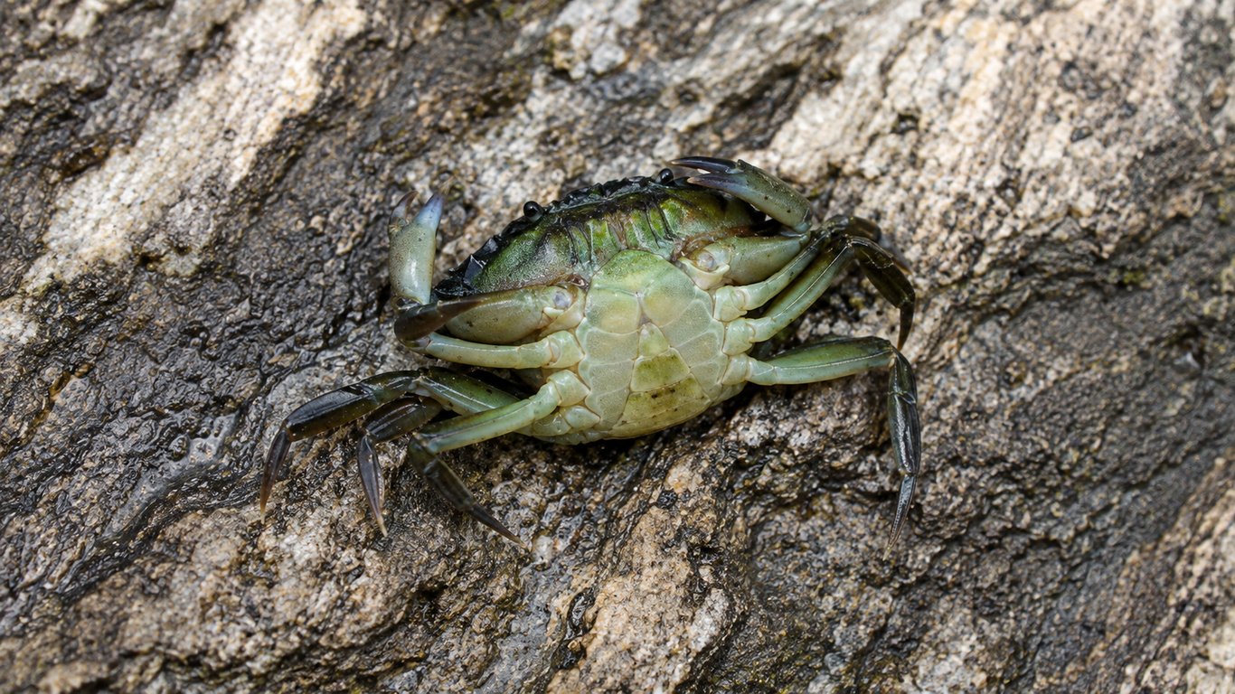 Crabe vert