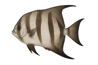 Poisson assiette - Chaetodipterus faber