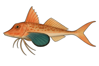 Trigle lyre - Trigla lyra