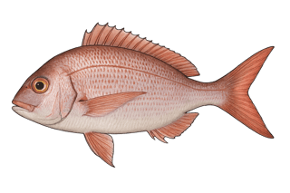 Daurade rose - Pagellus bogaraveo