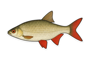 Rotengle - Scardinius erythrophthalmus