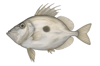 Saint-Pierre argenté - Zenopsis conchifer