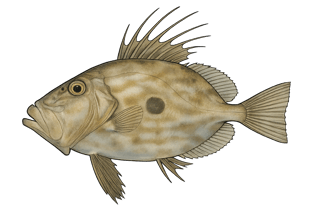 Saint-Pierre - Zeus faber