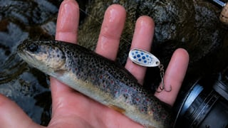 Débuter la pêche à la cuillère : tournante ou ondulante ?