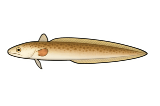 Congre des Baléares - Ariosoma balearicum