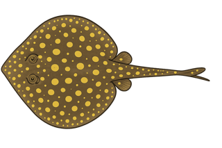 Raie ronde - Urobatis jamaicensis