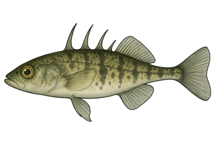 Épinochette - Pungitius pungitius