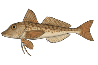 Grondin gris - Eutrigla gurnardus