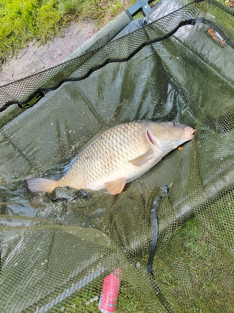 Image 11 — Débutant pêche a la carpe au coup