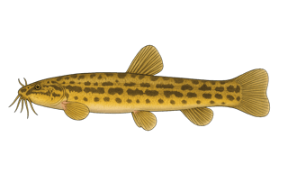 Loche d'étang - Misgurnus fossilis