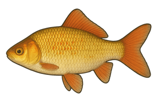 Carassin doré - Carassius auratus