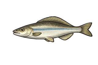 Able de Heckel - Leucaspius delineatus