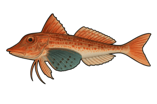 Grondin lyre - Chelidonichthys lastoviza