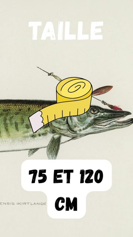 Maskinongé : Tout savoir sur ce redoutable prédateur canadien