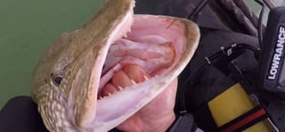 Avatar de Bongifishing63