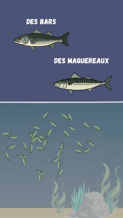 Comment repérer et exploiter une chasse en mer pour pêcher
