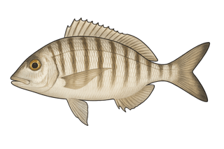 Marbré - Lithognathus mormyrus