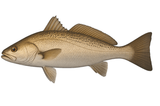 Maigre commun - Argyrosomus regius