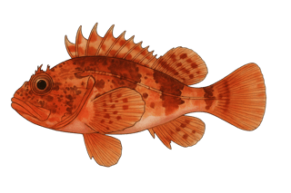 Chapon rouge - Scorpaena notata